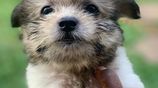Tibetan Terrier Puppies