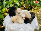 Tibeten Terrier Puppies