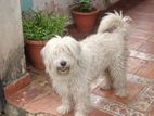 Tibettan Terrier Female