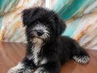 Tibettan Terrier Female Puppy