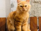 Ginger Persian Cat