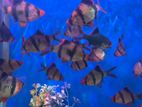 Tiger Barb Fish