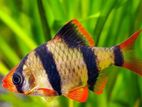 Tiger Barb Fish