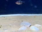 Tiger Barb