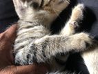 Tiger Cat