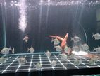 Tiger Dollar Fish