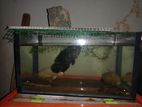Tiger Oscar Fish