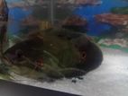 Tiger Oscar Fish