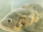 Tiger Oscar Fish