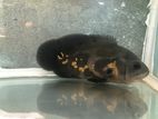 Tiger Oscar Fish