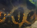 Tiger Oscar Fish