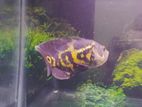Tiger Oscar Fish