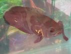 Tiger Oscar Pair