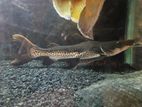 Tiger Shovel Nose Catfish
