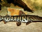 Tiger Shovelnose Catfish