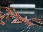 Tiger Shovelnose Catfish