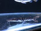 Tiger shovelnose catfish