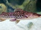 Tiger Showel Nose Catfish
