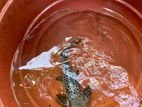 Tiger Showelnose Catfish (12inch)