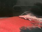 Tigrinus Catfish
