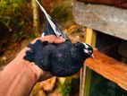 Pigeon