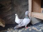 Time pigeons.