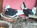 Timing Pigeons