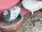 Timing Pigeons