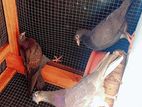 Pigeons