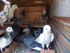 Pigeons