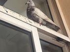 Pigeon