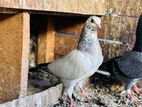 Timer Belty Pigeons