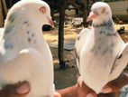 Timer Breading Pigeons
