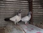 Pigeon