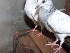 Pigeons