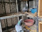 Timer Pigeons