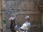 Timer Pigeon