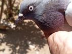 Timer Pigeon
