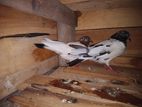 Timer Pigeon