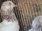 Timer Pigeon