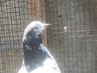 Timer Pigeon