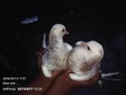 Timer Pigeon