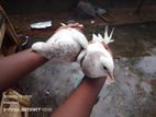 Timer Pigeon