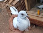 Timer Pigeon