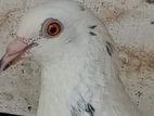 Timer Pigeon