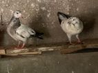 Timer Pigeons