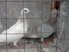 Timer Pigeons