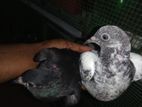 Pigeons