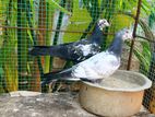 Timing Pigeon