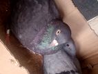 Timers Pigeon